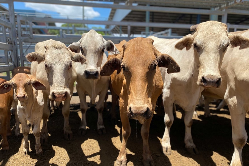 Five cattle look at the camera.