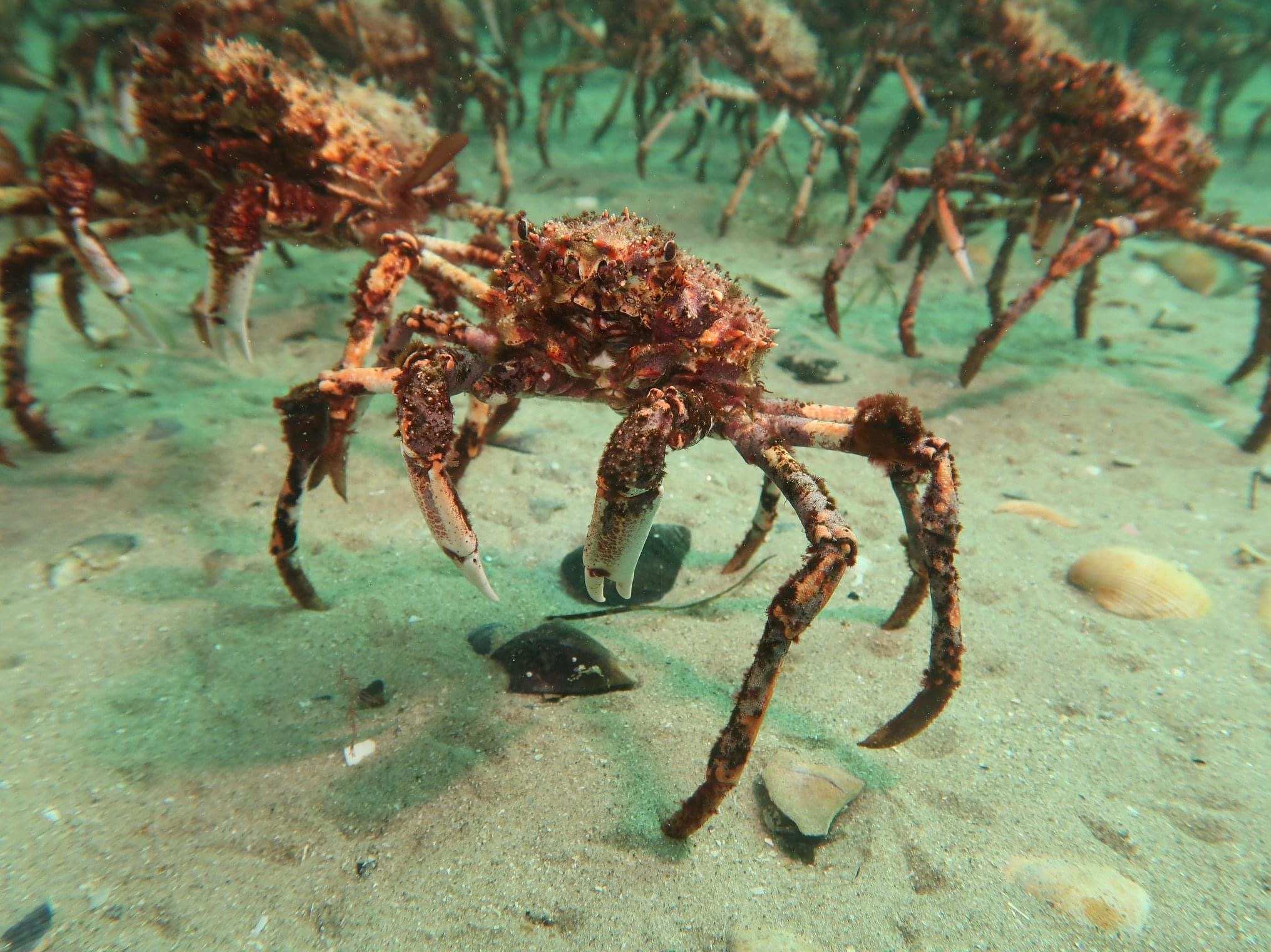 蜘蛛蟹迁徙引来大批捕蟹人潜水者恳请 手下留情 Abc News