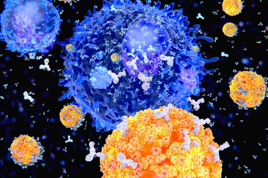 Artist's impression of antibodies (white) attacking a virus (blue)