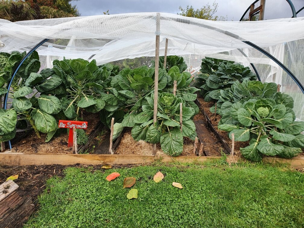Gardening talkback: beefy Brussels - ABC listen
