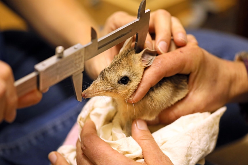 A measuring instrument on a mammal's head being held by hands