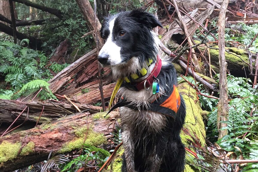 A wet and muddy border collie dog wearing a cape sitting on a log in a forest