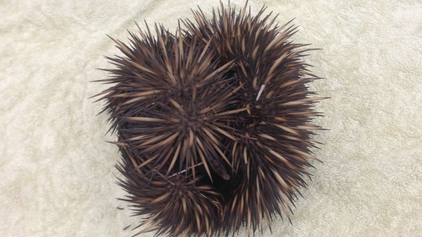 A spiky mammal rolled into a ball
