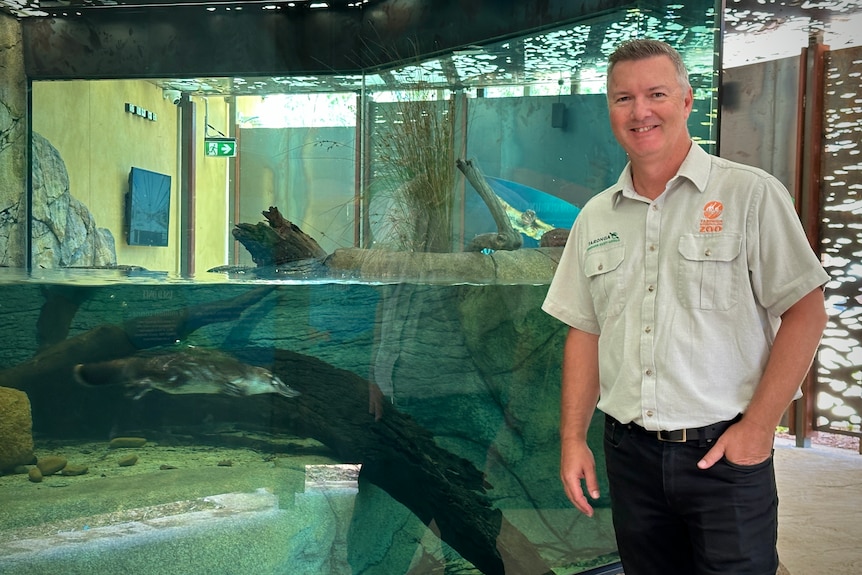 A man stands next to a glass tank half-filled with of water where a platypus is swimming