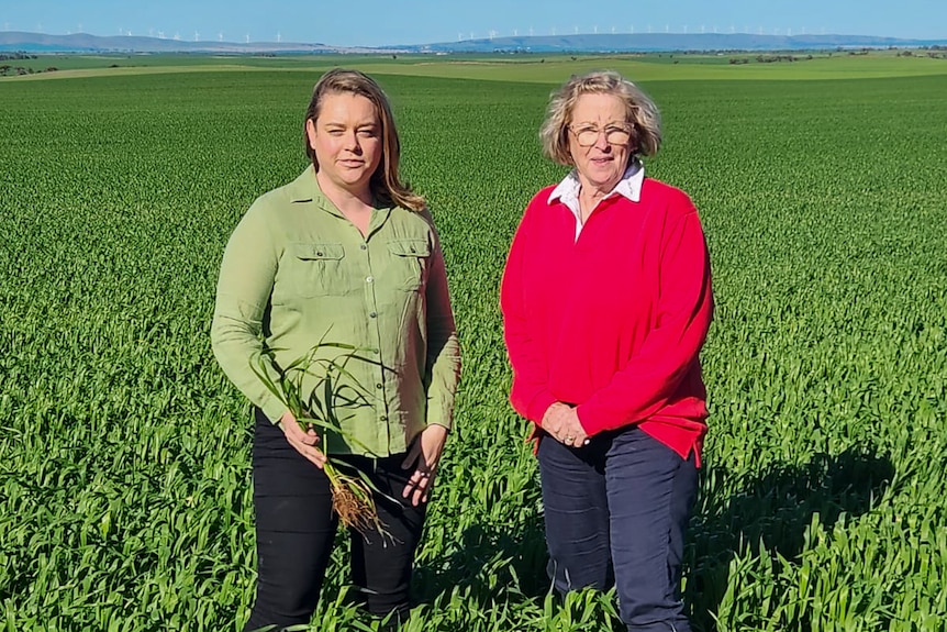 Tess Walch and farmer Joanne Edwards stand in a very thick, green wheat crop, Port Broughton, South Australia, July 2023.