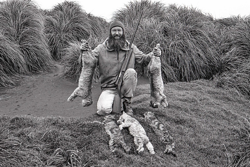 Feral cat cull on Macquarie Island