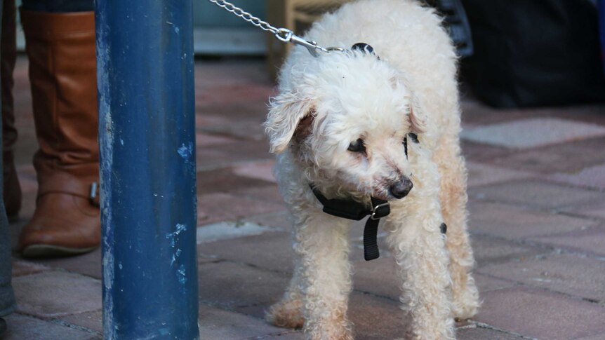 17-year-old poodle-cross Shampers.