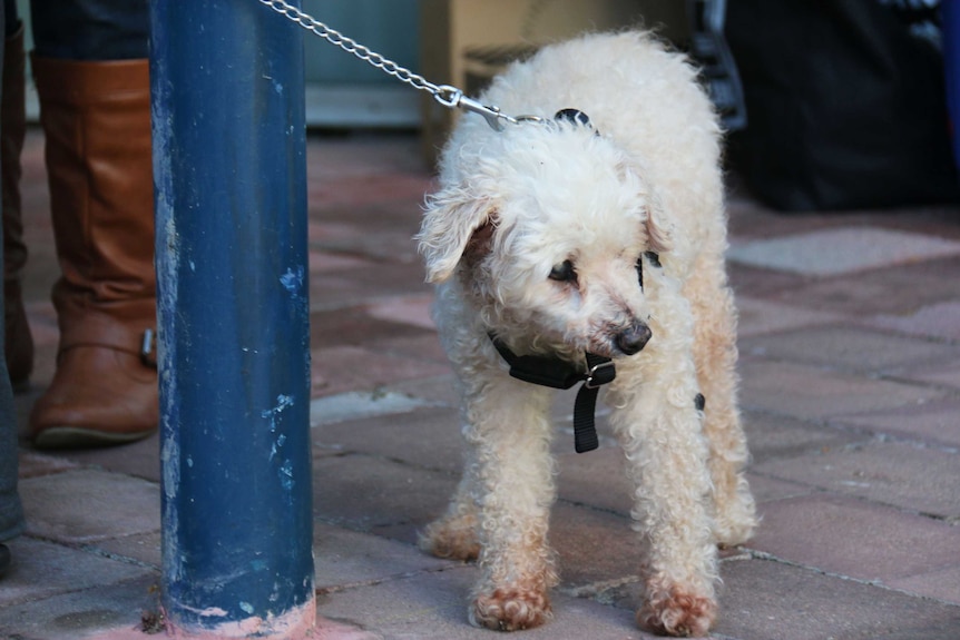 17-year-old poodle-cross Shampers.