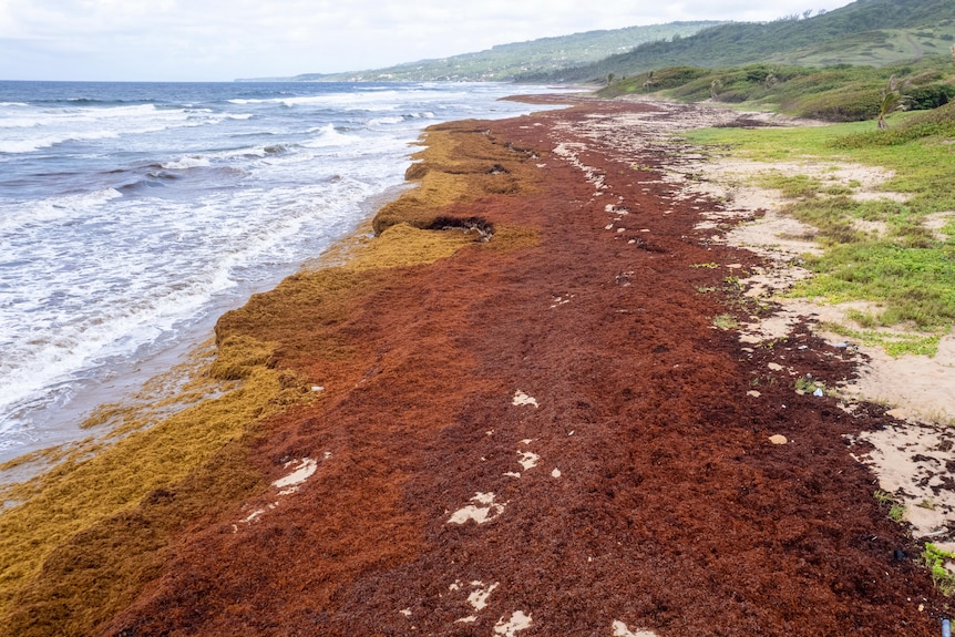 A record level of seaweed covers a beach in Barbados.