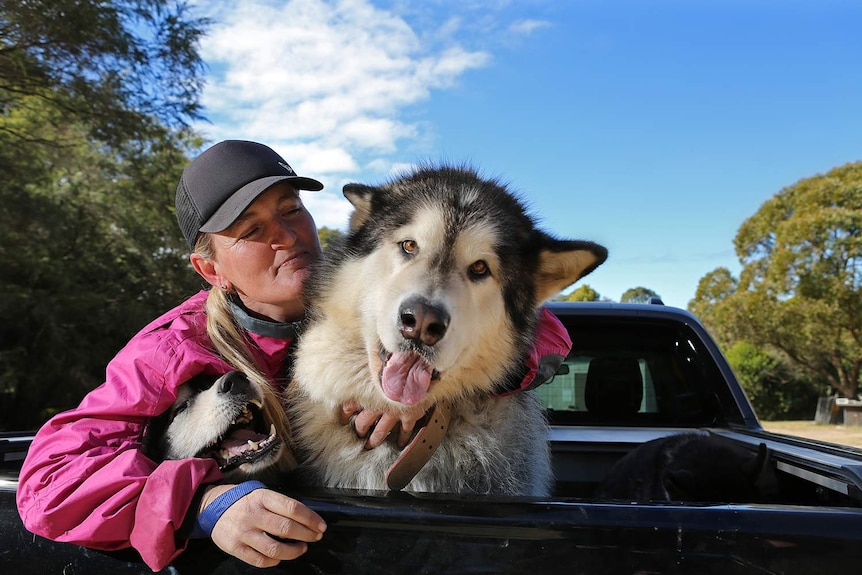 Janelle Wyatt hanging out with two of her own Alaskan Malamutes, Ted and Panda.