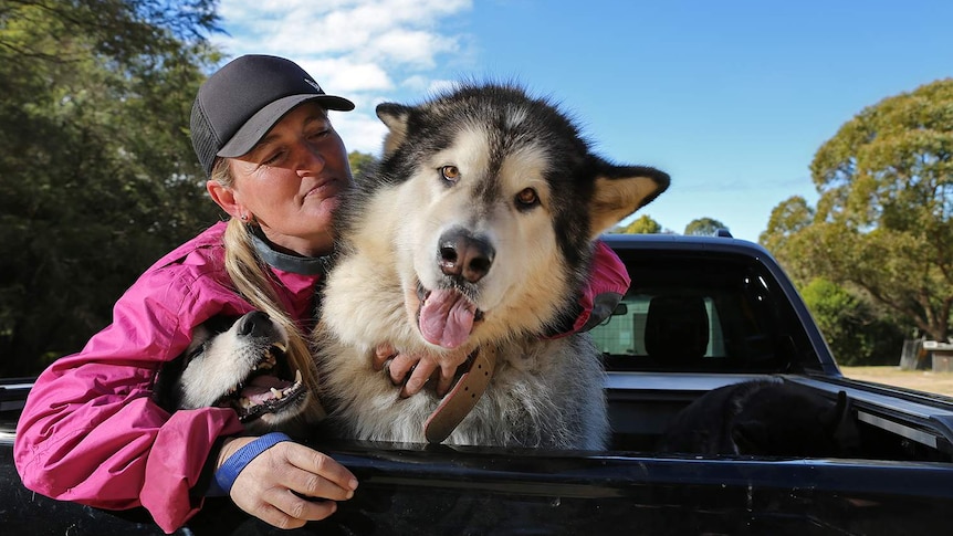 Janelle Wyatt hanging out with two of her own Alaskan Malamutes, Ted and Panda.