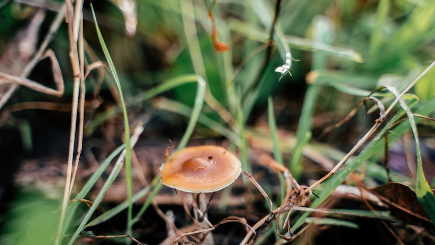 Psilocybin: How the ‘magic mushroom’ is key to treating depression.