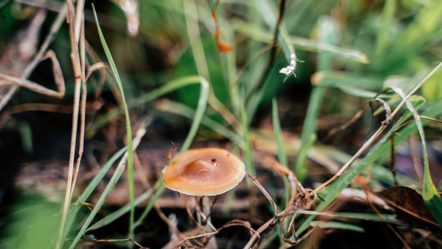 A small brown mushroom sprouts from dark green grass