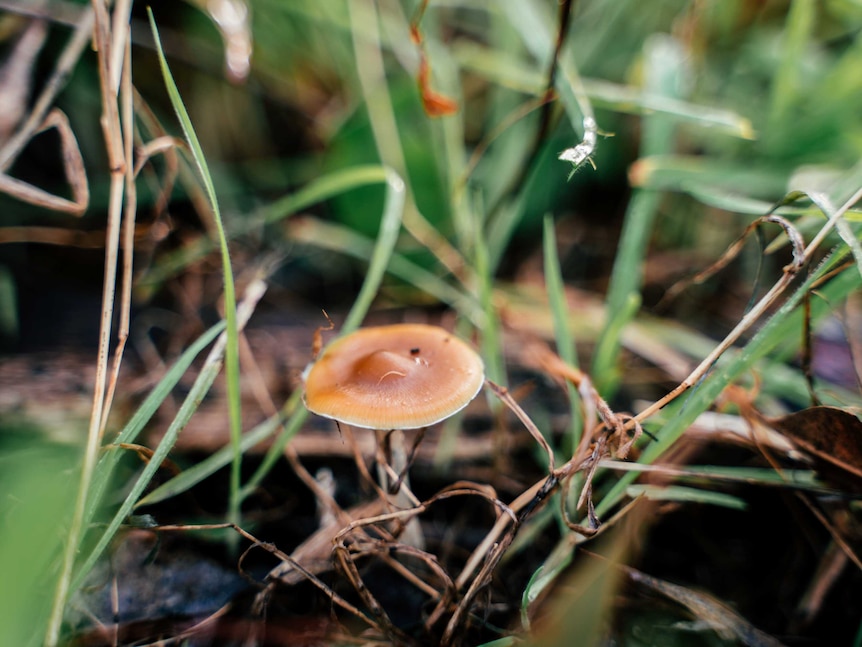 A small brown mushroom sprouts from dark green grass