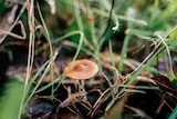 A small brown mushroom sprouts from dark green grass
