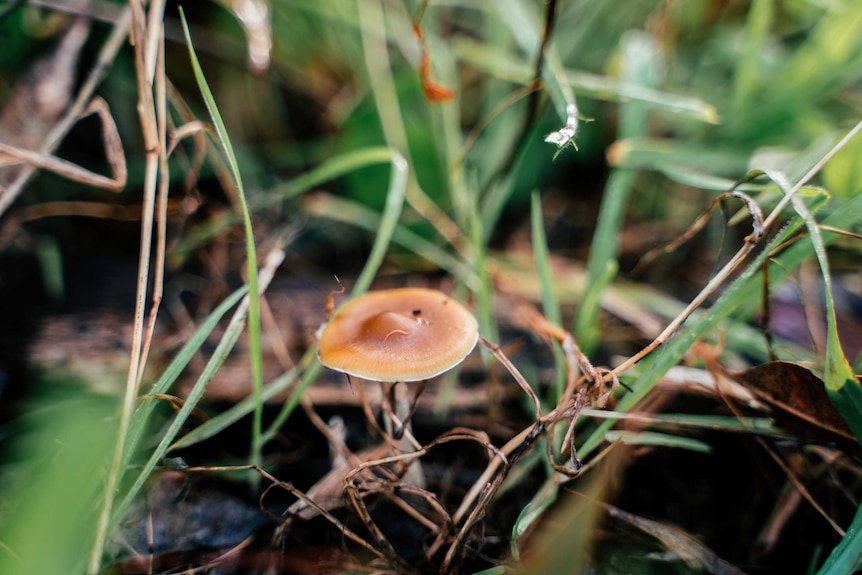 A small brown mushroom sprouts from dark green grass