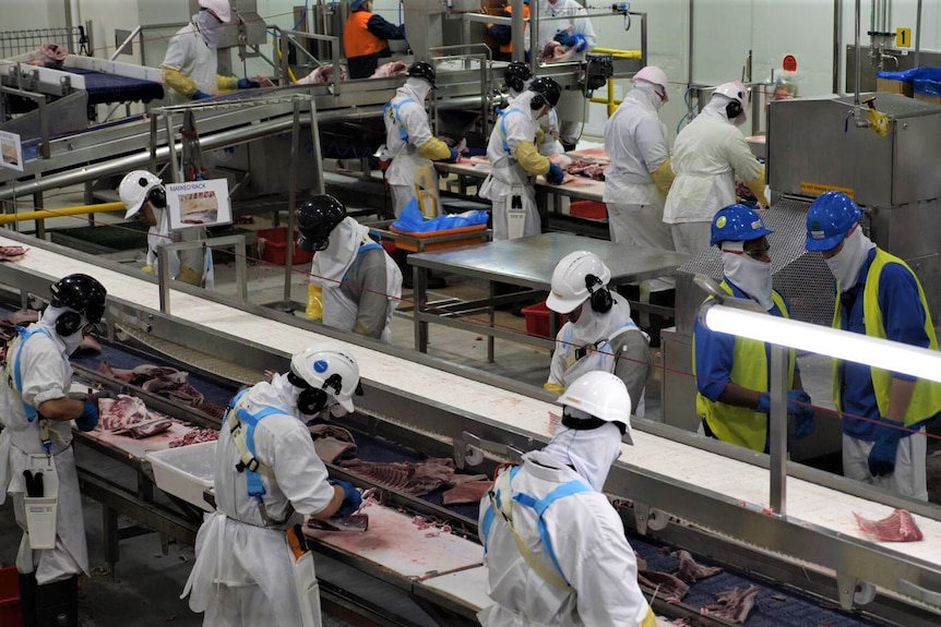 More than a dozen people work in a production line at an abattoir. They're dressed in full protection, high-vis work wear