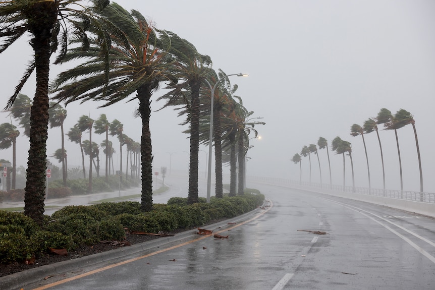 palm trees violently blowing in a gale, along a road