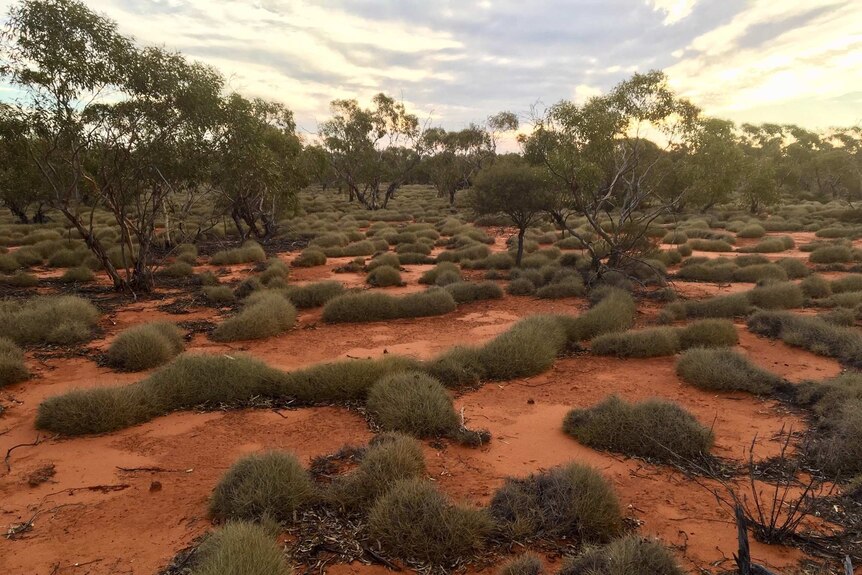The red dirt, clumps of grass and scattered trees of Maralinga.