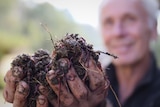 Man, blurred in the background, holding up two handfuls of compost worms.