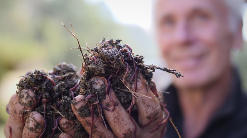 Man, blurred in the background, holding up two handfuls of compost worms.