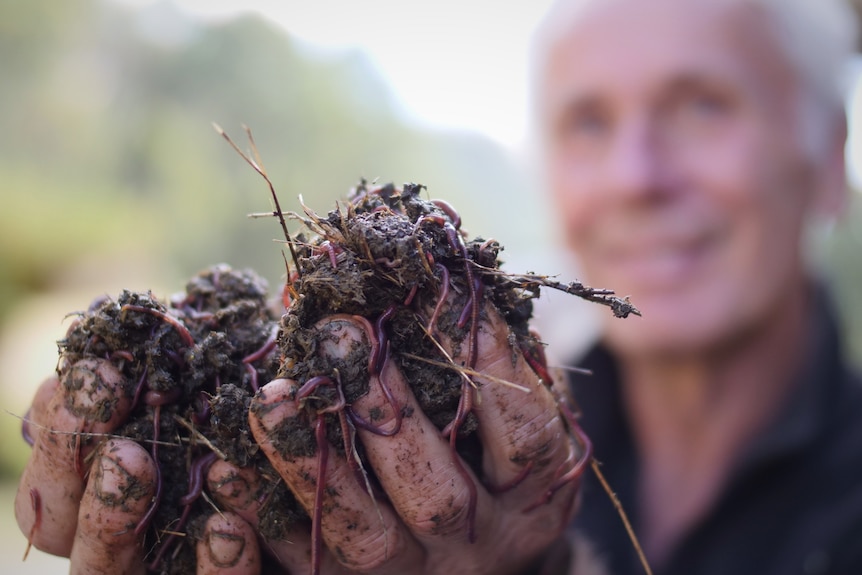 Man, blurred in the background, holding up two handfuls of compost worms.
