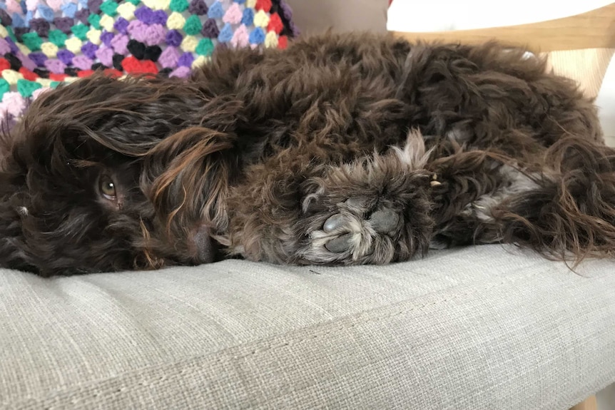 A small, fluffy brown dog lies on a grey couch.