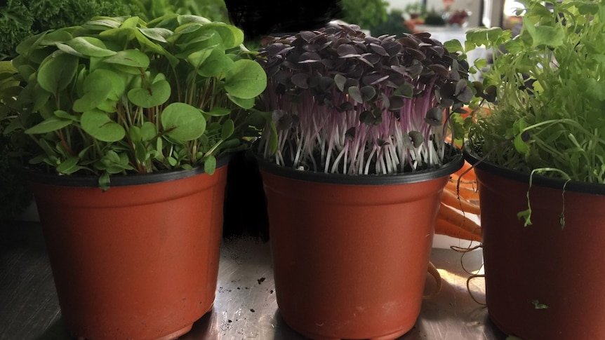 3 small brown plant pots containing micro herbs, two with green foliage and one dark purple leaves, on a kitchen bench.