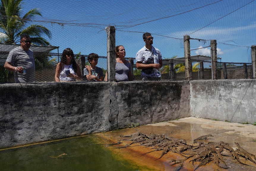 People behind a wall and net watch small crocodiles in a cement enclosure. 