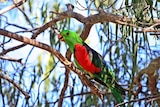 Red-wing parrot