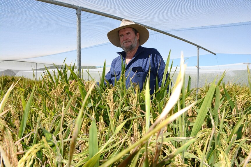 Andrew Barfield with his trial rice crops in the Mackay region