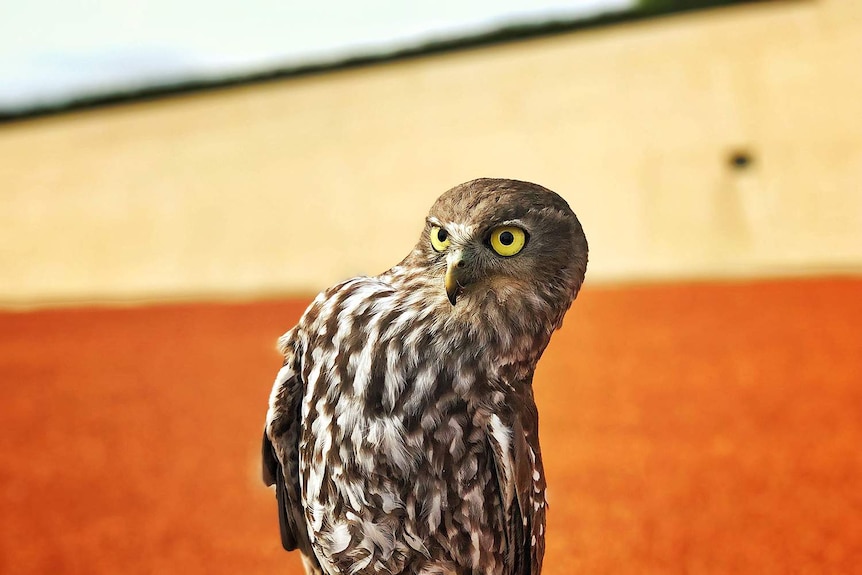 Close up of owl with yellow eyes on orange coloured  background.