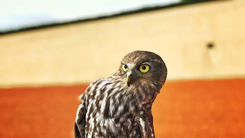 Close up of owl with yellow eyes on orange coloured  background.
