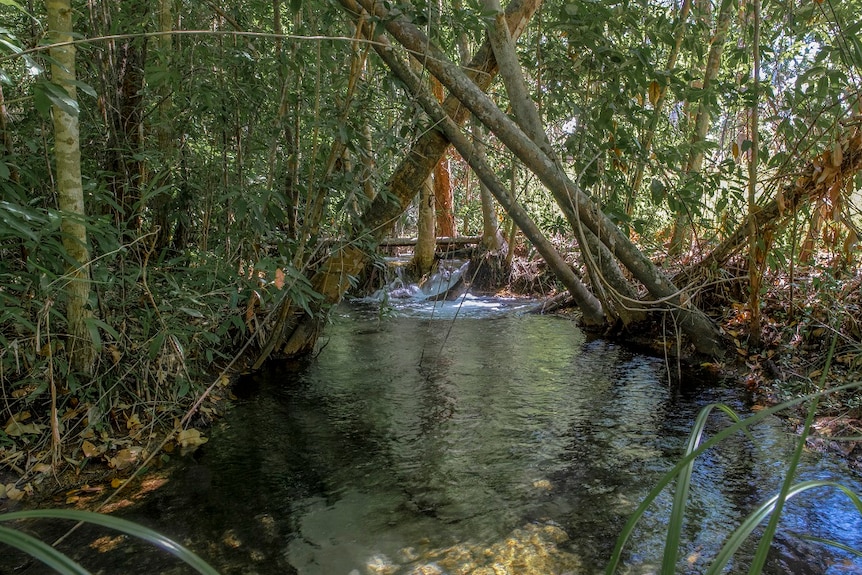 A pristine waterhole in Litchfield.