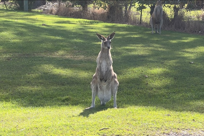 A kangaroo stands upright on somebody's front lawn