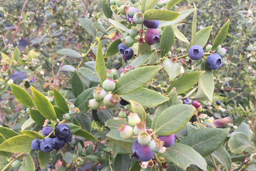 Blueberries at different stages of ripeness