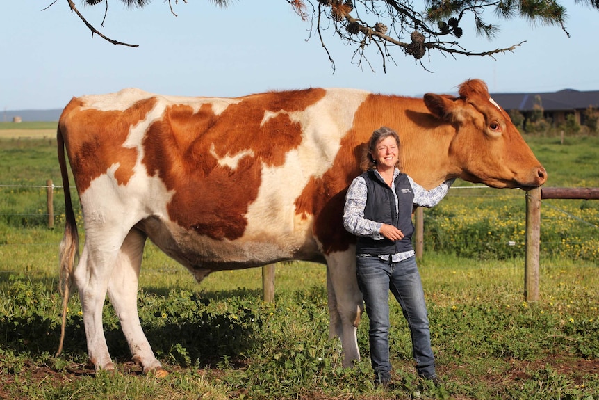 Woman and steer in the paddock