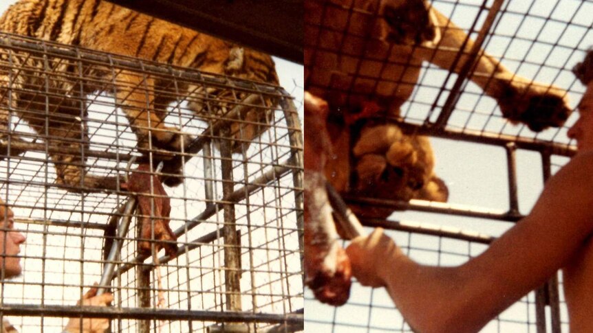 Ron Prendergast feeds a tiger and a lion through the cage trailer at the Bacchus Marsh Safari Park in the 1970s.