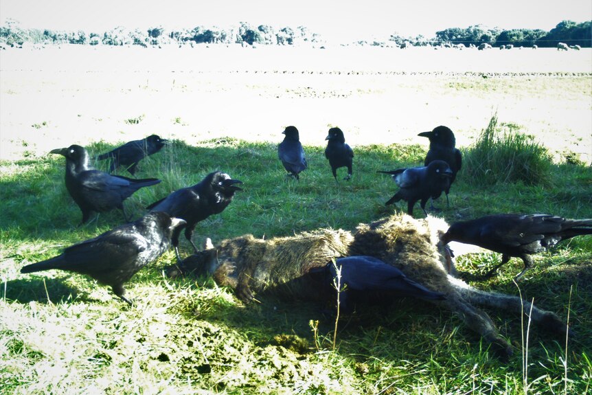 Ravens eating the body of a dead wallaby.