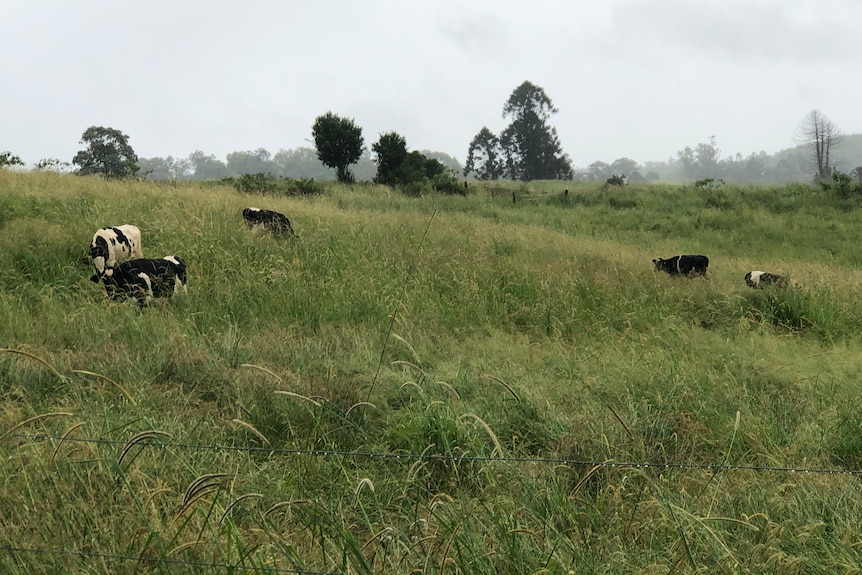 Dairy cows grazing in green grass paddock.