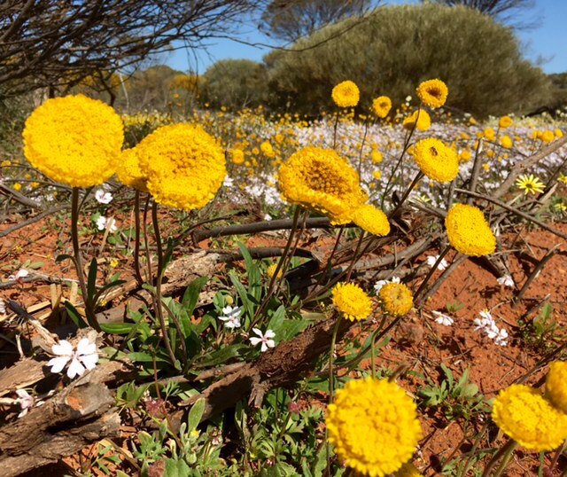 WA wildflowers near Pindar