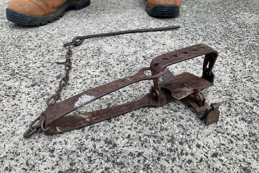 A close up of a rusty rabbit trap on the ground.