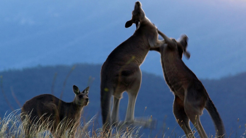 Two kangaroos fight with each other on Mount Taylor, in the Canberra Nature Park, on December 26, 2010.