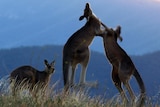 Kangaroos fight as fellow roo looks on, on a rural property.