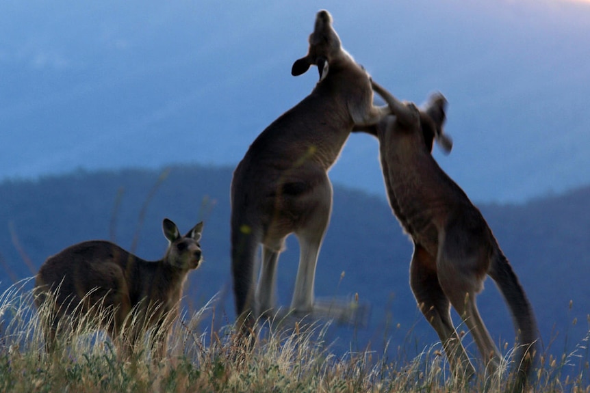 Kangaroos fight as fellow roo looks on, on a rural property.