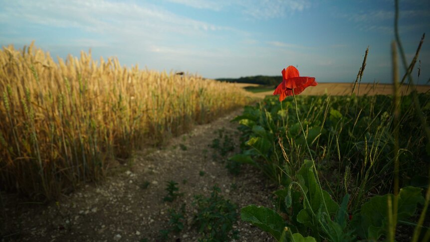 A poppy grows by a wheat field on the site of the battle for Hamel