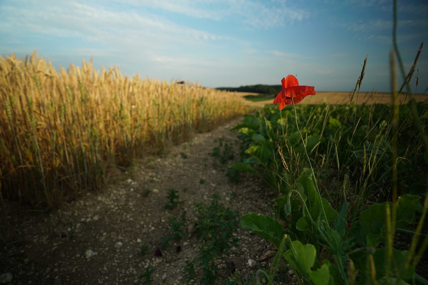 A poppy grows by a wheat field on the site of the battle for Hamel