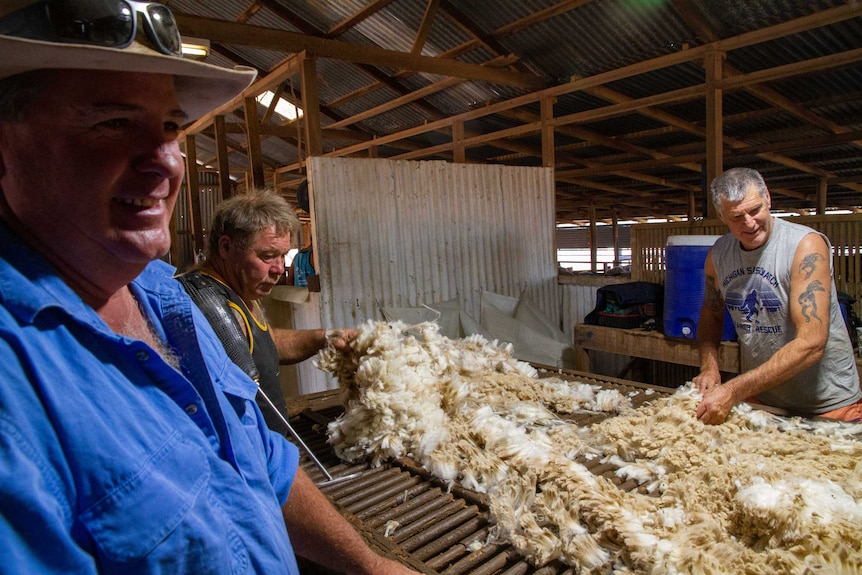 Three men inspect sheep fleece on a wool classing table in an outback shearing shed.
