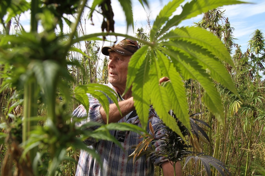 Glen and industrial hemp plants