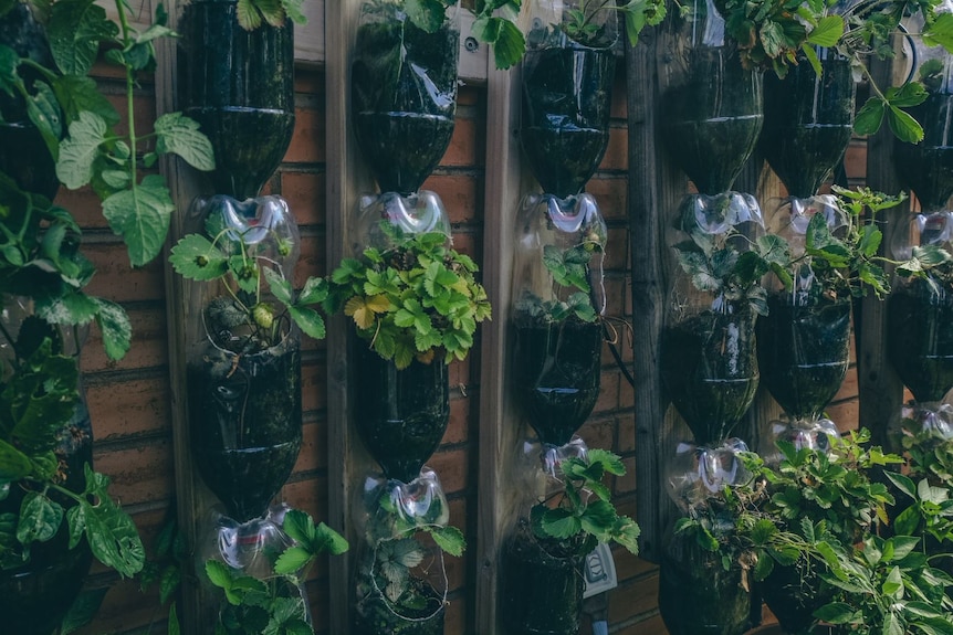 A wall with small containers on its growing herbs and strawberries